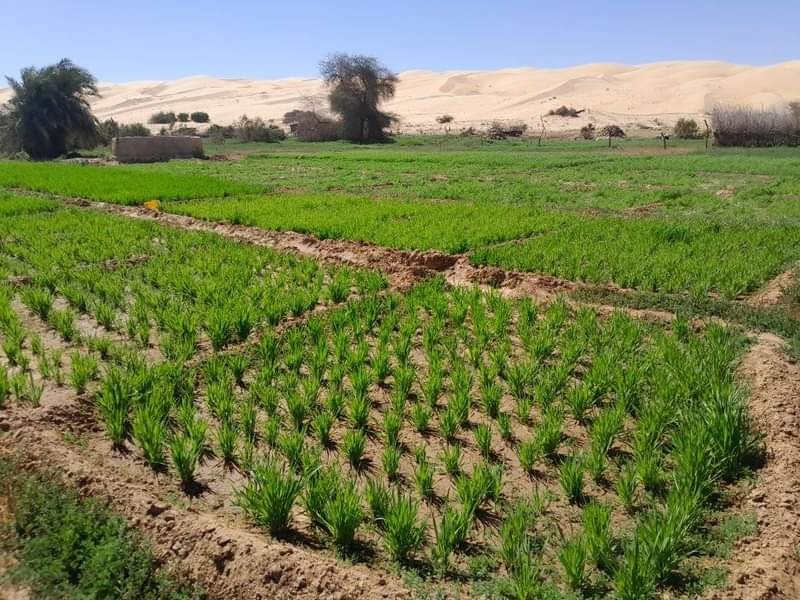 Maaden en Mauritanie ou l'exemple d'une transition écologique